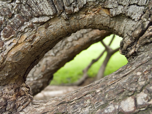 monsieur arbre.jpg