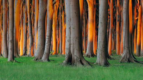 Nienhagen Wood in Mecklenburg Vorpommern, Germany 1080p