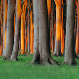 Nienhagen Wood in Mecklenburg Vorpommern, Germany 1080p