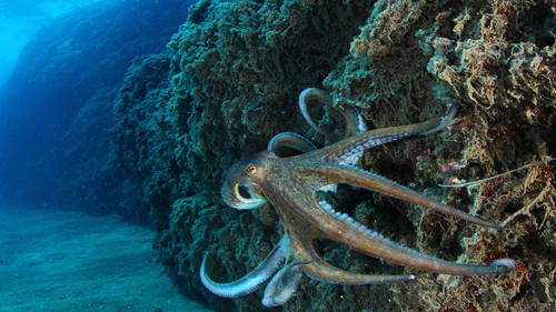 Octopus moving along the seabed, Cabo de Gata, Andalusia, Spain 1080p.jpg
