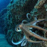 Octopus moving along the seabed, Cabo de Gata, Andalusia, Spain 1080p