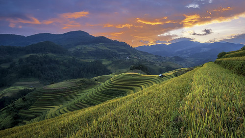 Rice fields on terraces of Mù Cang Chải, Yên Bái, Vietnam 1080p