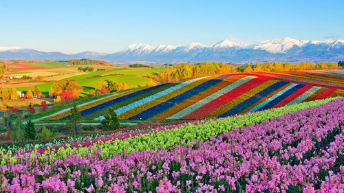 Panoramic flower gardens of Shikisai no oka hill, Biei, Furano basin, Hokkaido, Japan 1080p