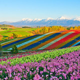 Panoramic flower gardens of Shikisai no oka hill, Biei, Furano basin, Hokkaido, Japan 1080p