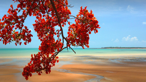 Flamboyant tropical tree (Delonix regia) and sandy beach, Darwin, Northern Territory, Australia 1080.jpg