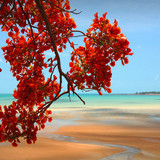 Flamboyant tropical tree (Delonix regia) and sandy beach, Darwin, Northern Territory, Australia 1080