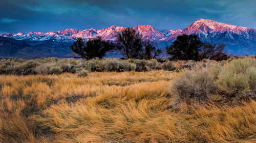 Flowing grasses with sunrise on Mount Tom and Basin Mountain, Bishop, California, USA 1080p