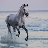 Horse running at sunset, Santa Barbara Beach, California, USA 1080p