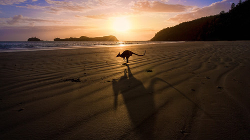 A kangaroo jumps in front of a sunrise over the beach, north Queensland, Australia 1080p