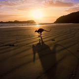 A kangaroo jumps in front of a sunrise over the beach, north Queensland, Australia 1080p