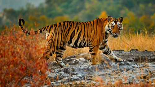 A large tiger in Bandhavgarh National Park, Umaria, Madhya Pradesh, India 1080p