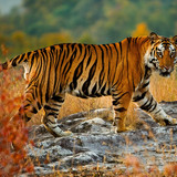 A large tiger in Bandhavgarh National Park, Umaria, Madhya Pradesh, India 1080p