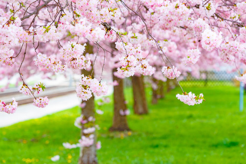 AdobeStock Spring Sacura Trees 1920x1280p.jpg