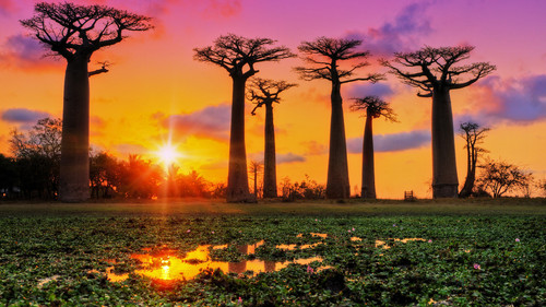Baobab trees at sunset at the avenue of the baobabs in Madagascar 1080p.jpg