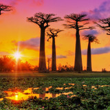 Baobab trees at sunset at the avenue of the baobabs in Madagascar 1080p