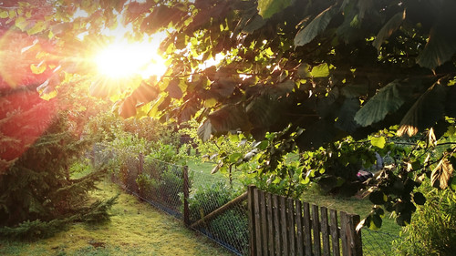 Chainlink fence in lush green garden 1080p.jpg