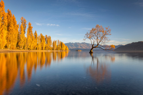 Bruchweide im Lake Wanaka im Herbst, Neuseeland. Image by Henryk WelleGetty Images