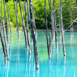 Blue pond, Furano, Kamikawa Subprefecture, Hokkaido, Japan 1080p
