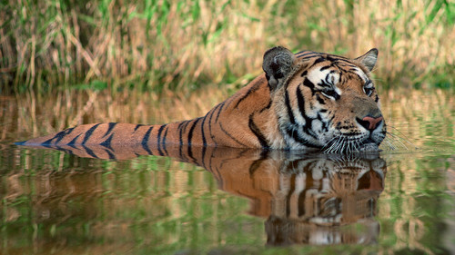 Bengal tiger swimming submerged in water 1080p.jpg