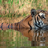 Bengal tiger swimming submerged in water 1080p