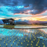 Sunrise on rice terraces, Mae Jam, Chiang Mae, Thailand 1080p