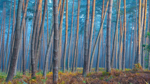 Sunlight reflecting on tree trunks of pine forest on a misty morning in autumn, Hesse, Germany 1080p