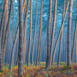 Sunlight reflecting on tree trunks of pine forest on a misty morning in autumn, Hesse, Germany 1080p