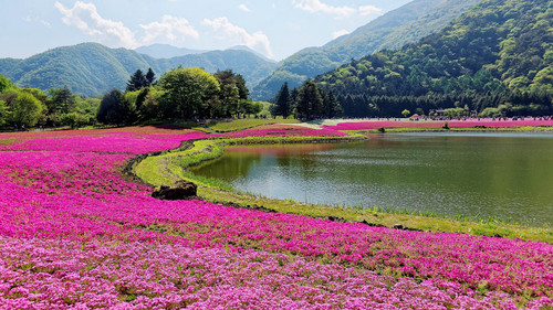 Shibazakura (Moss Phlox) fields during Fuji Shiba Sakura Festival in Yamanashi, Japan 1080p.jpg