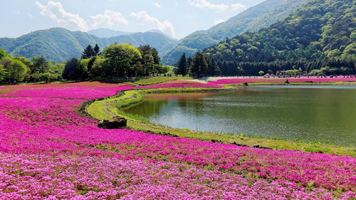 Shibazakura (Moss Phlox) fields during Fuji Shiba Sakura Festival in Yamanashi, Japan 1080p