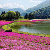 Shibazakura (Moss Phlox) fields during Fuji Shiba Sakura Festival in Yamanashi, Japan 1080p