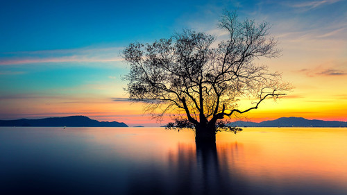 Sunset with dead tree, Phuket, Thailand 1080p