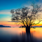 Sunset with dead tree, Phuket, Thailand 1080p