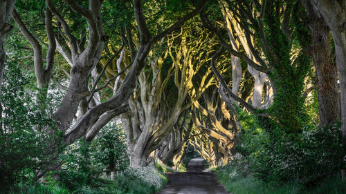 The Dark Hedges County Antrim, Bregagh Road, Northern Ireland, UK 1080p.jpg