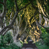 The Dark Hedges County Antrim, Bregagh Road, Northern Ireland, UK 1080p