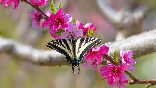 Swallowtail butterfly on a branch of a blooming apple tree, Avila Beach, California, USA 1080p