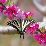 Swallowtail butterfly on a branch of a blooming apple tree, Avila Beach, California, USA 1080p