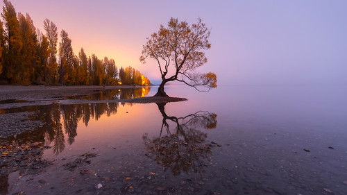 The famous tree at the shoreline of Lake Wanaka at sunrise, New Zealand South Island 1080p