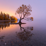The famous tree at the shoreline of Lake Wanaka at sunrise, New Zealand South Island 1080p