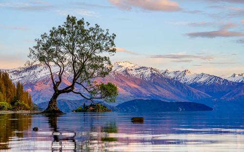 The lone tree of Lake Wanaka. Image by Ian.CuiYi Getty Images