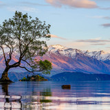 The lone tree of Lake Wanaka. Image by Ian.CuiYi Getty Images