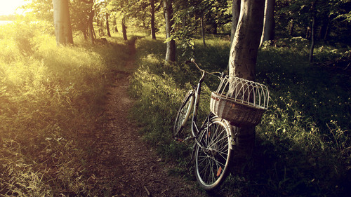 Today I walk, bicycle abandoned in forest, Brunswick, Germany 1080p.jpg
