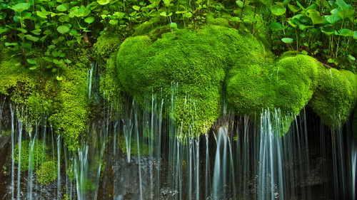 Waterfall and moss, Shenandoah National Park, Virginia, USA 1080p