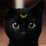 17 Pets That Definitely Have Cosplayers As Owners Rolecosplay