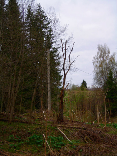 сухое дерево, столб (Foto_1_19_05_2022).jpg