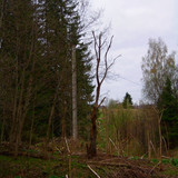 сухое дерево, столб (Foto_1_19_05_2022)