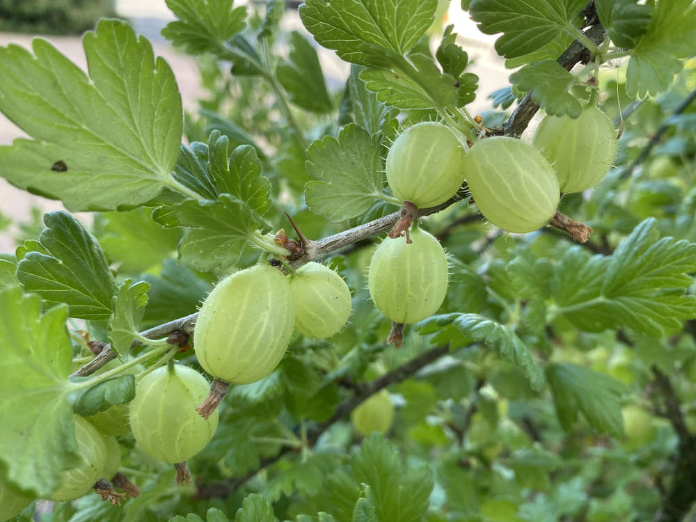 stachelb — Freeimage.host