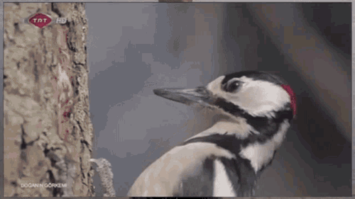 woodpecker slow motion woodpecker.gif
