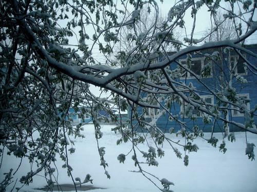 майский снег (Foto_1_23_05_2022).jpg