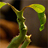 Bowtruckle icon 002 zpshtnpzypm Copy.png