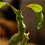 Bowtruckle icon 002 zpshtnpzypm Copy